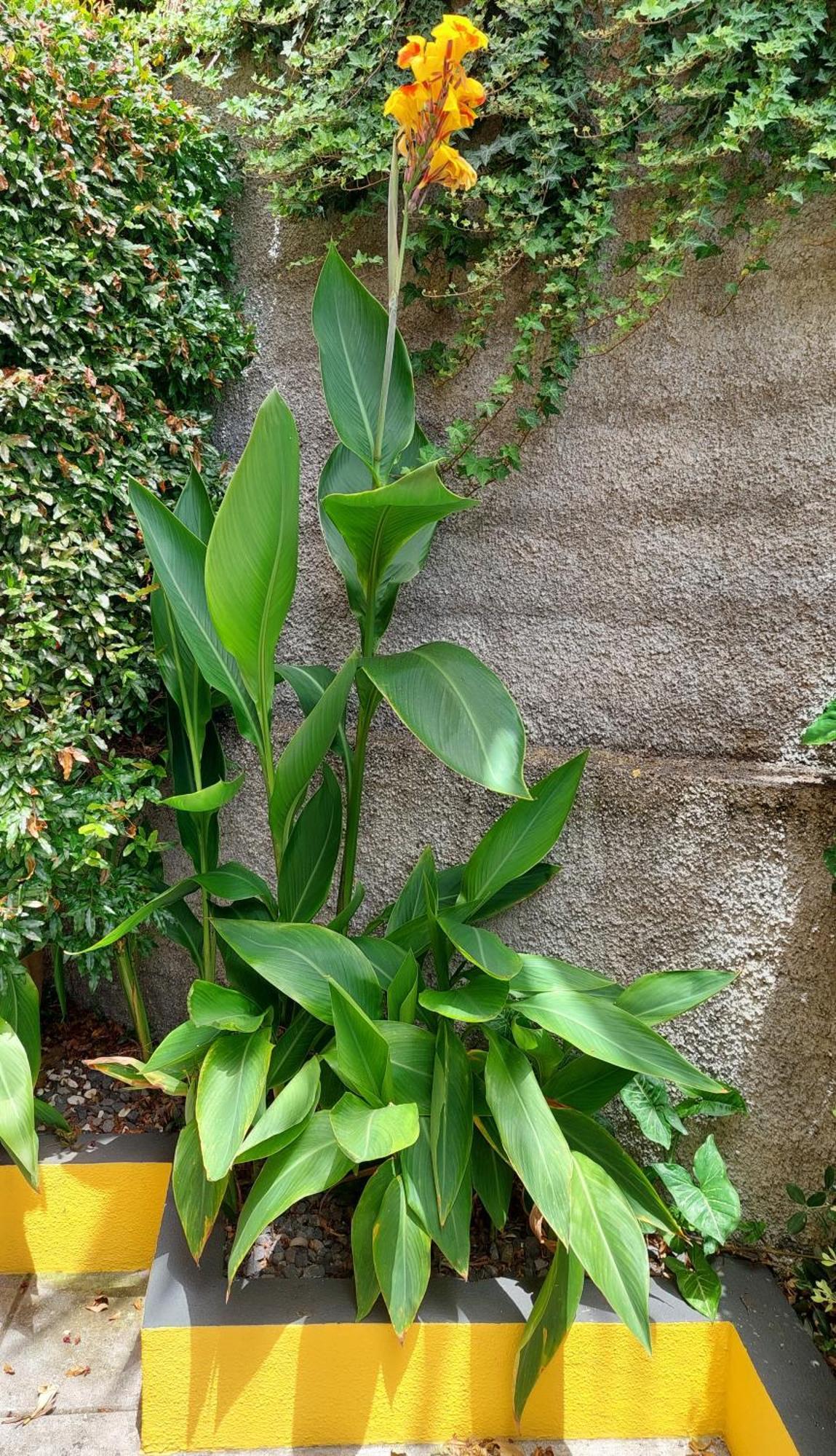 Villa Strelitzia Funchal  Kültér fotó