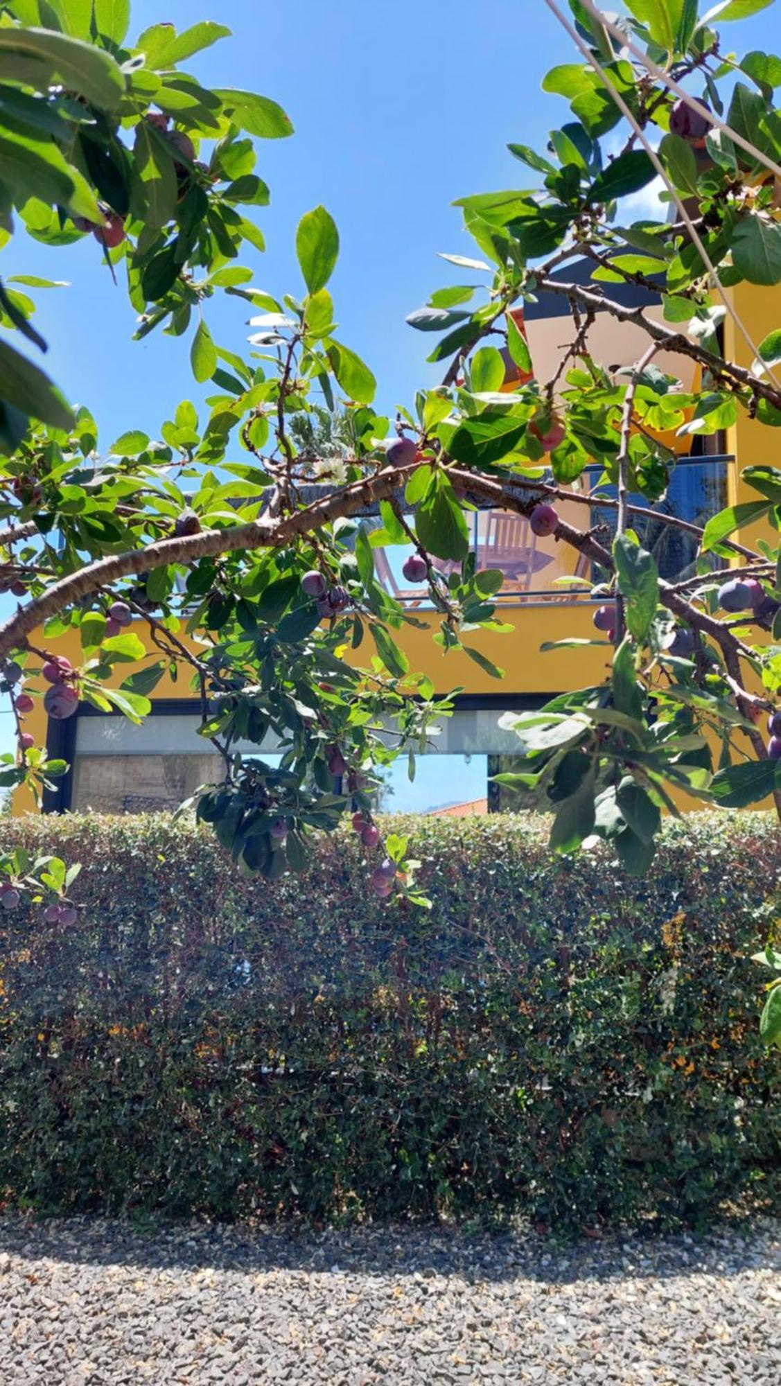 Villa Strelitzia Funchal  Kültér fotó